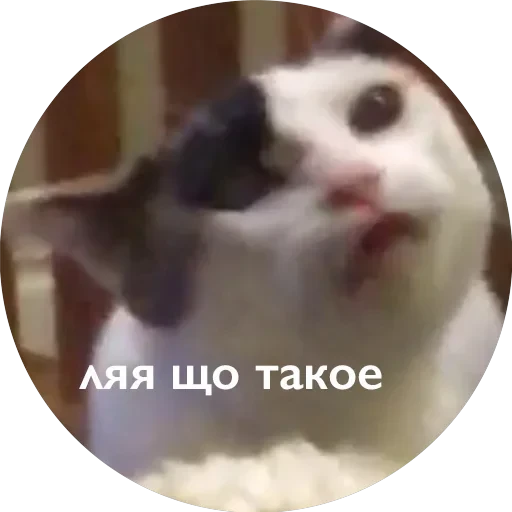Кусь — 55