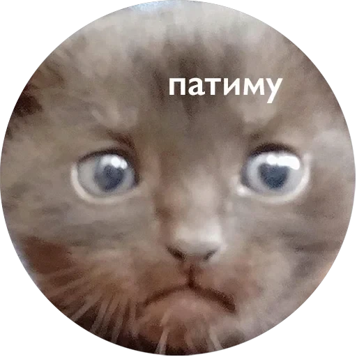 Кусь — 56