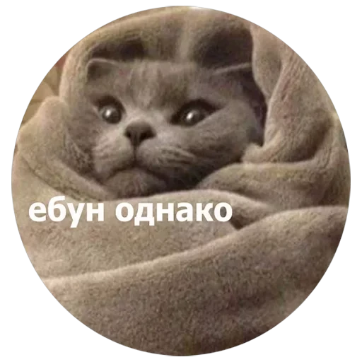 Кусь — 7