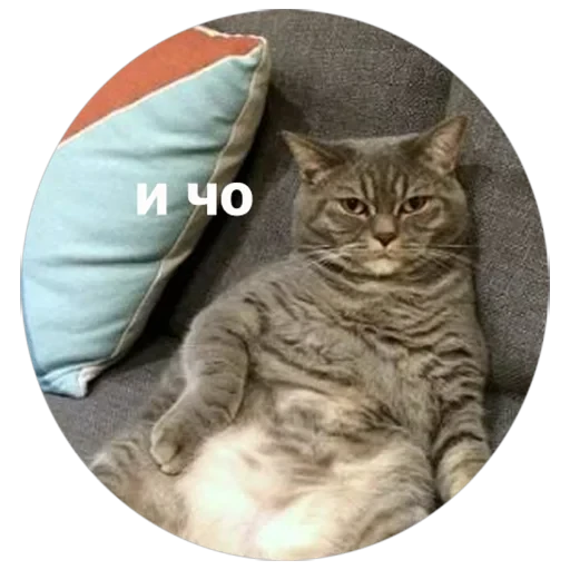 Кусь — 8
