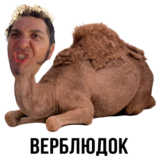 Лисы — 11
