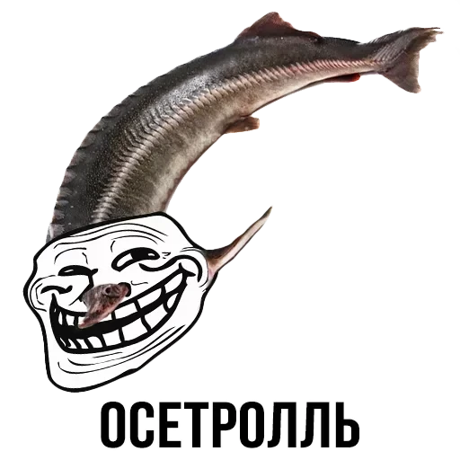 Лисы — 12