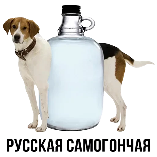Лисы — 17