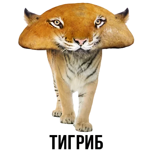 Лисы — 18