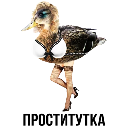 Лисы — 19