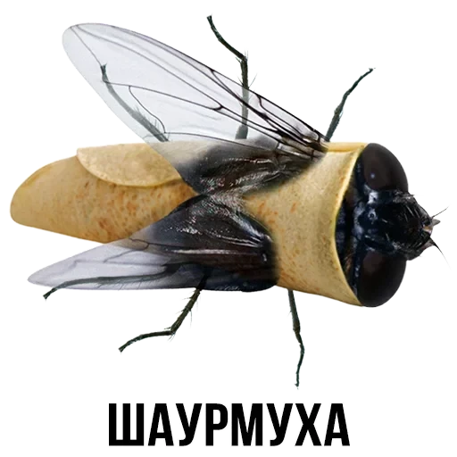 Лисы — 20