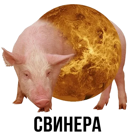 Лисы — 3