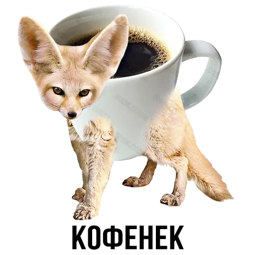 Лисы — 21