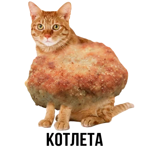 Лисы — 22