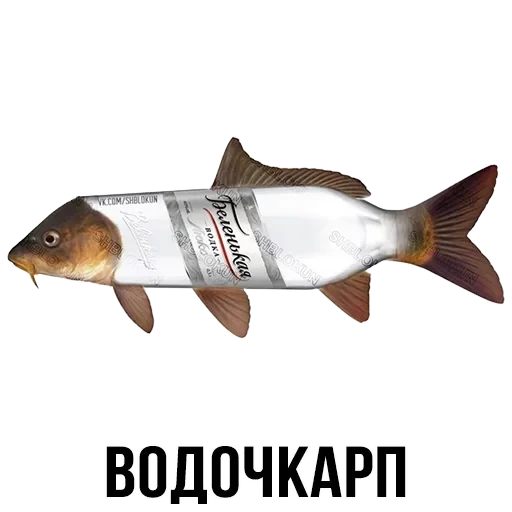 Лисы — 23