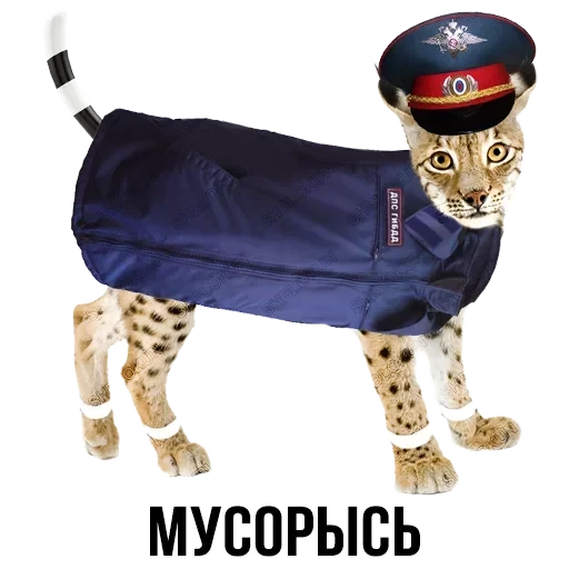 Лисы — 28