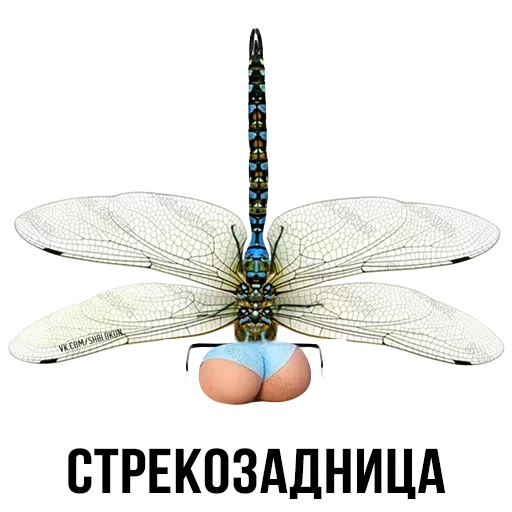 Лисы — 31