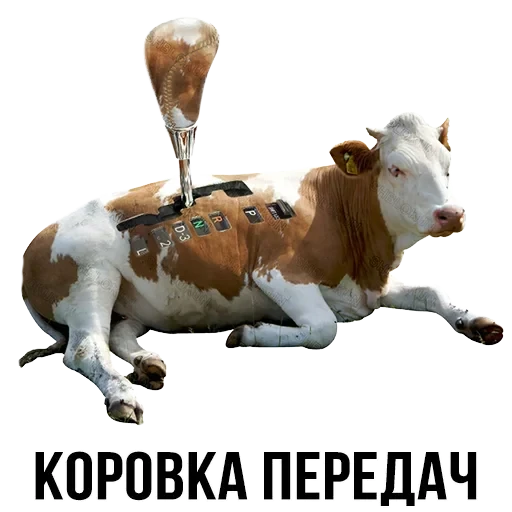 Лисы — 37