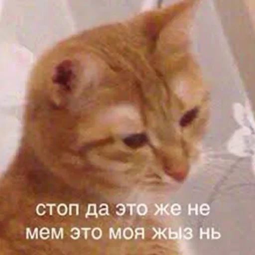 лохматi волоцюги — 13