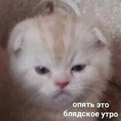лохматi волоцюги — 14