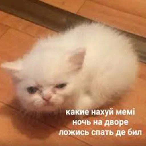 лохматi волоцюги — 15
