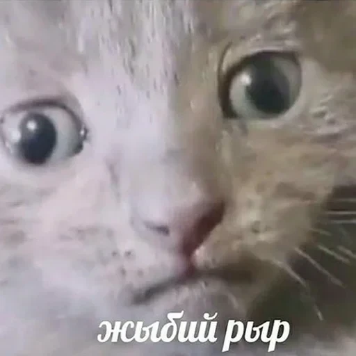 лохматi волоцюги — 19