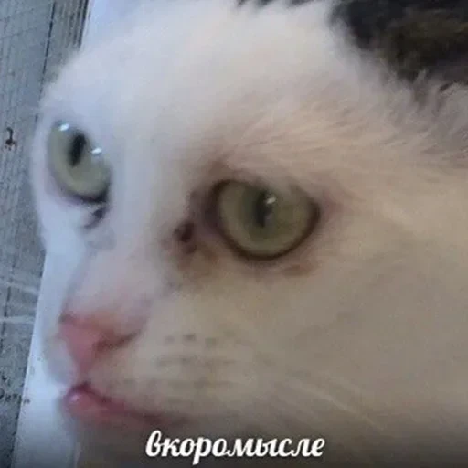 лохматi волоцюги — 3