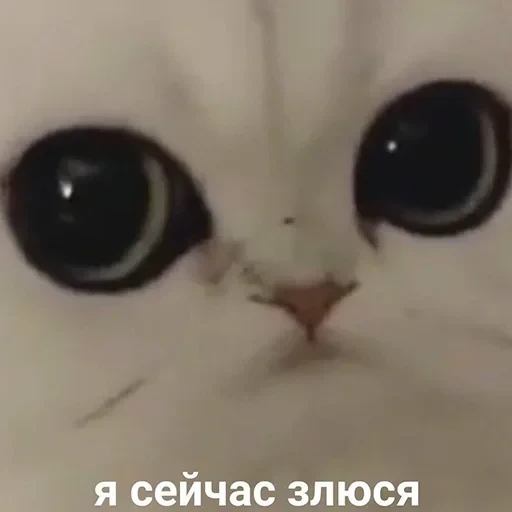 лохматi волоцюги — 25