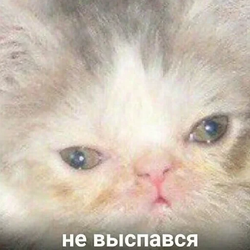 лохматi волоцюги — 30