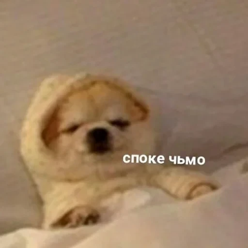 лохматi волоцюги — 31