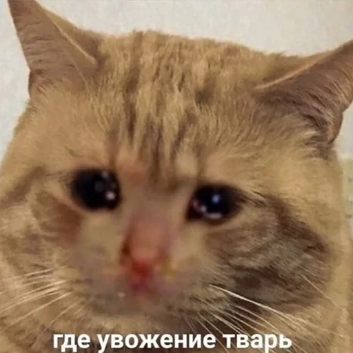 лохматi волоцюги — 33