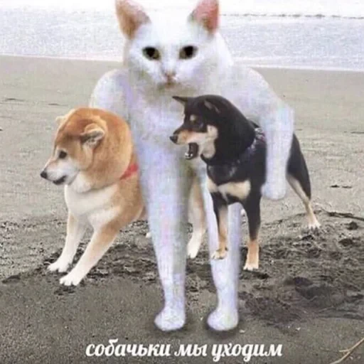 лохматi волоцюги — 45