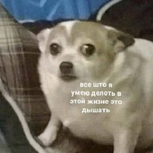 лохматi волоцюги — 6