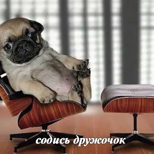 лохматi волоцюги — 54