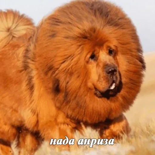 лохматi волоцюги — 55