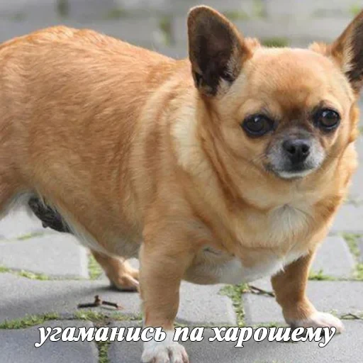 лохматi волоцюги — 60