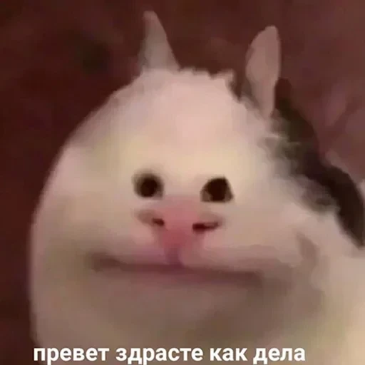 лохматi волоцюги — 8