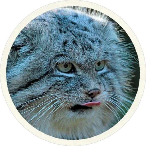 🐾 Манулы — 12