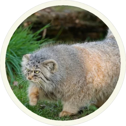 🐾 Манулы — 14