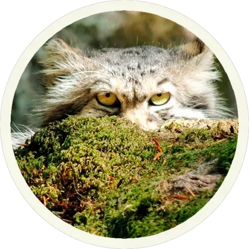 🐾 Манулы — 16
