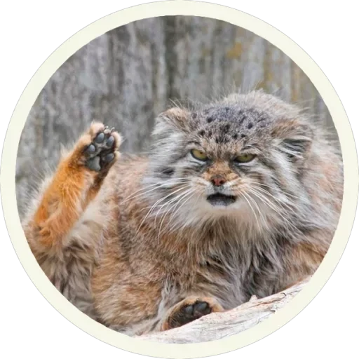 🐾 Манулы — 17