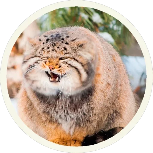 🐾 Манулы — 18