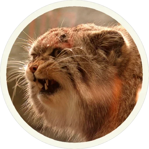 🐾 Манулы — 27