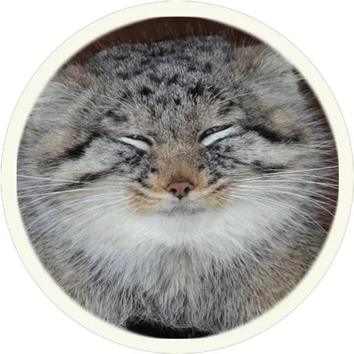 🐾 Манулы — 32