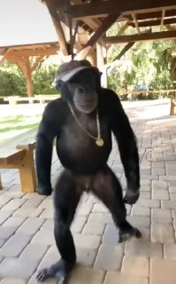 Monkestan СТИКЕРЫ 👇 @ok_sticker_bot — 13