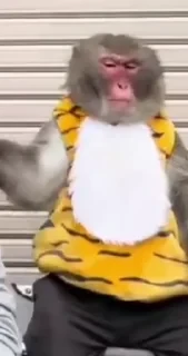 Monkestan СТИКЕРЫ 👇 @ok_sticker_bot — 20