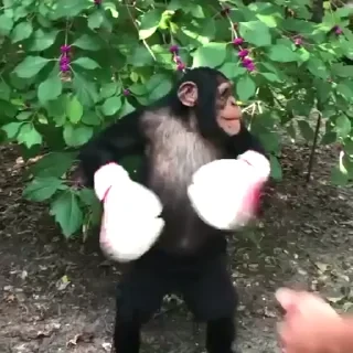 Monkestan СТИКЕРЫ 👇 @ok_sticker_bot — 23