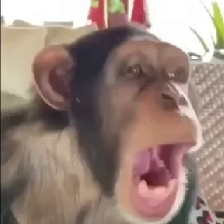 Monkestan СТИКЕРЫ 👇 @ok_sticker_bot — 33
