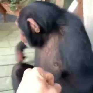 Monkestan СТИКЕРЫ 👇 @ok_sticker_bot — 37