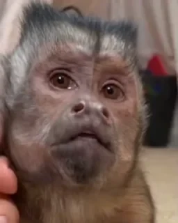 Monkestan СТИКЕРЫ 👇 @ok_sticker_bot — 42