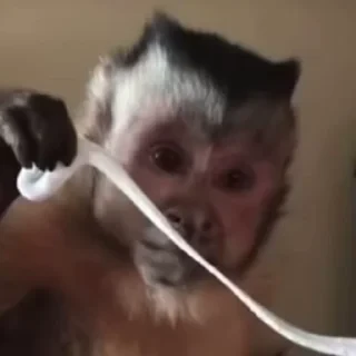 Monkestan СТИКЕРЫ 👇 @ok_sticker_bot — 43