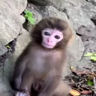 Monkey СТИКЕРЫ 👇 @ok_sticker_bot — 11