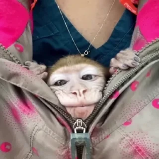Monkey СТИКЕРЫ 👇 @ok_sticker_bot — 12
