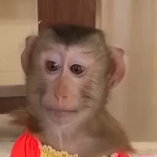 Monkey СТИКЕРЫ 👇 @ok_sticker_bot — 17