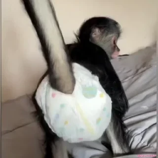Monkey СТИКЕРЫ 👇 @ok_sticker_bot — 18